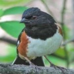 image of bird