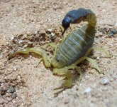 image of scorpion
