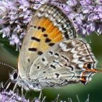 image of animal