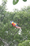 image of macaw