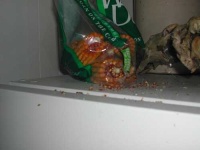 image of corn