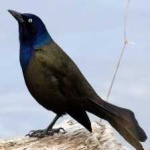 image of bird