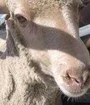 image of animal