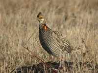 image of prairie_chicken