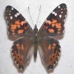 image of animal