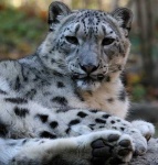 image of snow_leopard