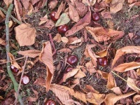 image of buckeye
