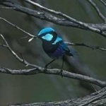 image of bird