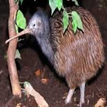 image of bird_kiwi #114