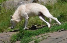 image of white_wolf
