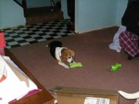 image of beagle
