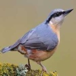 image of bird
