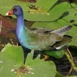 image of bird
