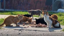 image of feral_cats