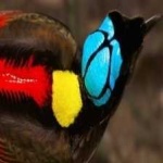 image of bird