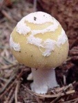 image of mushroom