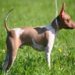 image of animal