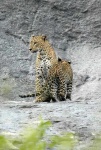 image of jaguar_car