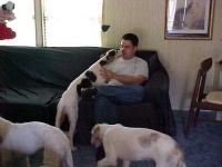 image of borzoi