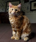 image of maine_coon #8