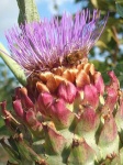 image of artichoke