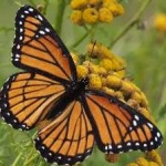 image of animal