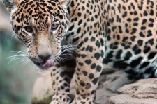 image of jaguar_car