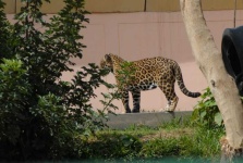 image of jaguar_car