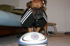 image of boxer