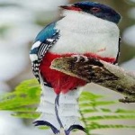 image of bird