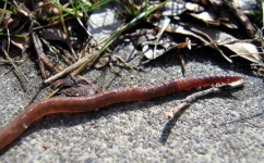 image of worm