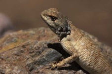 image of agama