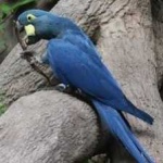 image of lears_macaw #21