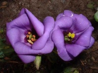 image of flower