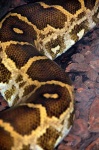 image of rock_python