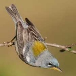 image of bird