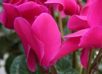 image of flower