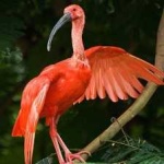 image of bird