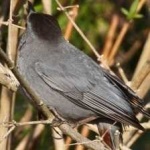 image of bird