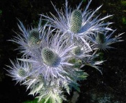 image of alpine_sea_holly #28