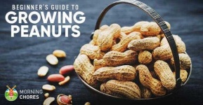 image of peanut