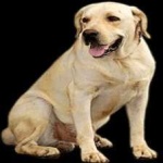 image of labrador #28