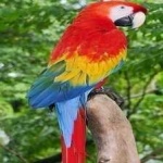image of bird