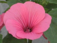 image of flower