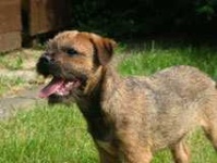 image of border_terrier #32