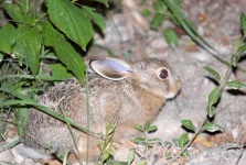 image of hare