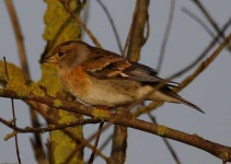 image of brambling