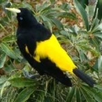 image of bird