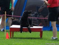 image of flat_coated_retriever