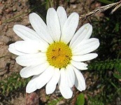 image of flower